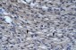 CLIC5 antibody - C-terminal region